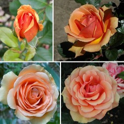 Rožė - Rosa ASHRAM ® / BORA BORA ®