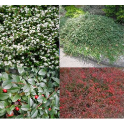 Driekusis kaulenis - Cotoneaster dammeri radicans