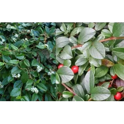 Cotoneaster dammeri radicans