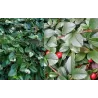 Cotoneaster dammeri radicans