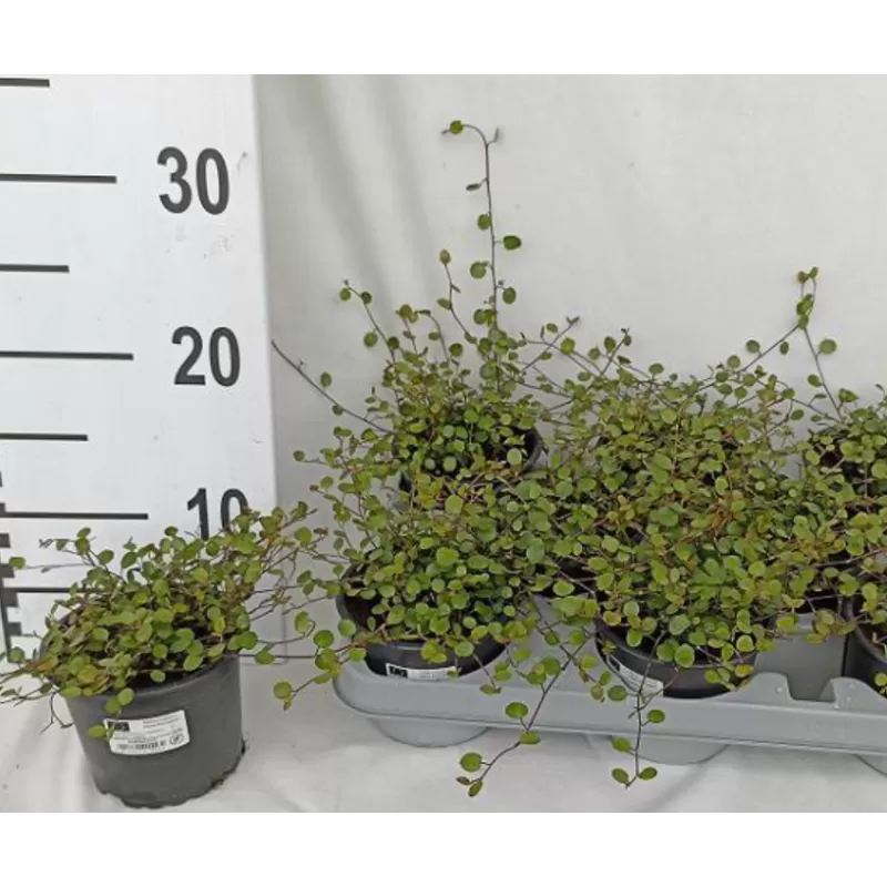 Miulenbekija - Muehlenbeckia complexa Maori 10,5Ø gyva foto 2022-0419