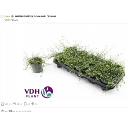 Miulenbekija - Muehlenbeckia complexa Maori 10,5Ø gyva foto 2022-0419