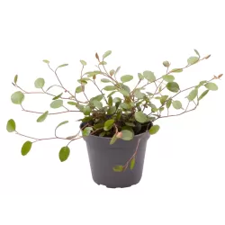 Miulenbekija - Muehlenbeckia complexa Maori 10,5Ø gyva foto 2022-0419