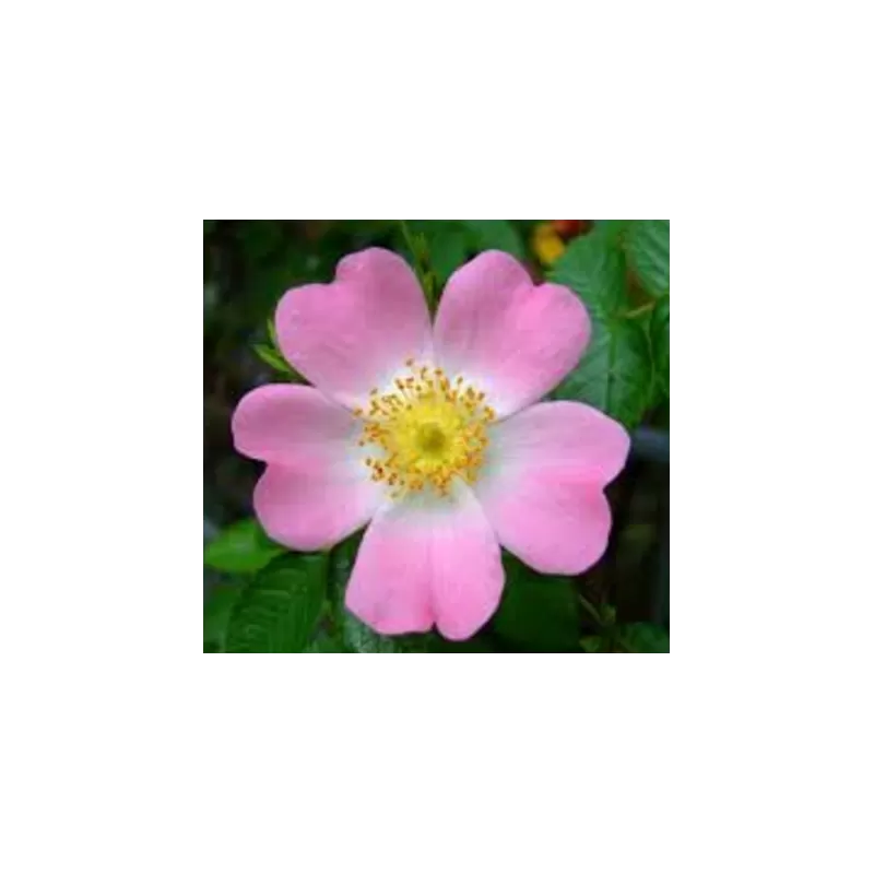 Paprastasis erškėtis - Rosa canina Paprastasis erškėtis - Rosa canina
