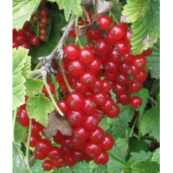 Raudonieji  serbentai - Ribes rubrum Rosetta 1-2st P17C2...