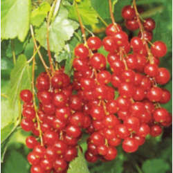 Raudonieji  serbentai - Ribes rubrum Rotet 1-2st P17C2 40-60CM