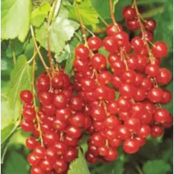 Raudonieji serbentai - Ribes rubrum Rotet 1-2st P17C2 40-60CM