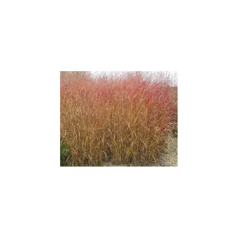 Rykštėtoji sora - Panicum virgatum Rotstrahlbusch C1.5