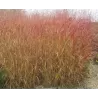 Rykštėtoji sora - Panicum virgatum Rotstrahlbusch C1.5