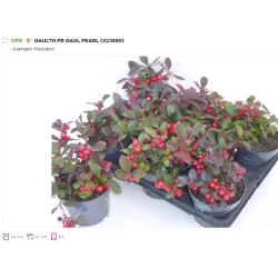 Šliaužiančioji bruknuolė - Gaultheria procumbens GAUL PEARL 12-13Ø pristatymas rugsėjį