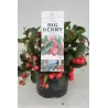 Šliaužiančioji bruknuolė - Gaultheria procumbens GAUL PEARL 12-13Ø pristatymas rugsėjį