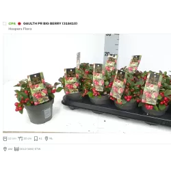 Šliaužiančioji bruknuolė - Gaultheria procumbens BIG BERRY 12Ø gyva foto 2022-09-02