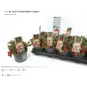 Šliaužiančioji bruknuolė - Gaultheria procumbens BIG BERRY 12Ø gyva foto 2022-09-02