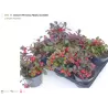 Šliaužiančioji bruknuolė - Gaultheria procumbens BIG BERRY 12Ø gyva foto 2022-09-02