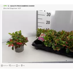 Šliaužiančioji bruknuolė - Gaultheria procumbens BIG BERRY 12Ø gyva foto 2022-09-02