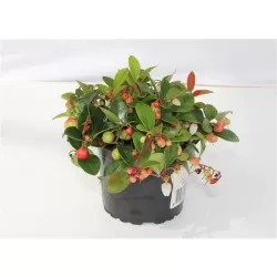 Šliaužiančioji bruknuolė - Gaultheria procumbens BIG BERRY 12Ø gyva foto 2022-09-02