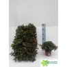 Šliaužiančioji bruknuolė - Gaultheria procumbens BIG BERRY 12Ø gyva foto 2022-09-02