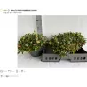 Šliaužiančioji bruknuolė - Gaultheria procumbens 23Ø gyva foto 2022-08-28