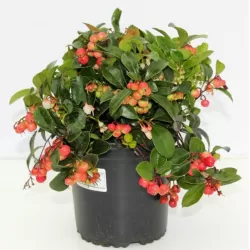 Šliaužiančioji bruknuolė - Gaultheria procumbens 23Ø gyva foto 2022-08-28