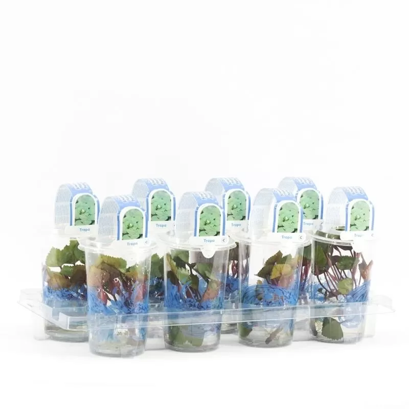 Trapa natans Cup medium Floating plants and oxygen plants in cup