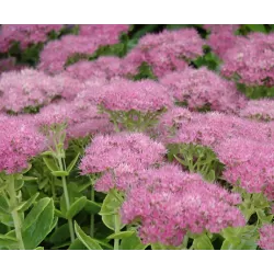 Puošnusis šilokas - Sedum spectabile Carmen P11