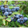 Dygioji slyva - Prunus spinosa
