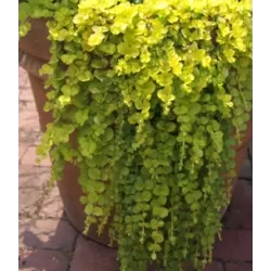 Šilingė - Lysimachia nummularia GOLDILOCKS