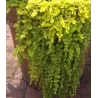 Lysimachia nummularia GOLDILOCKS