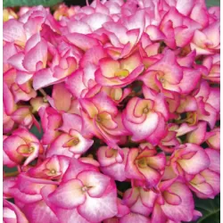 Darželinė (didžialapė) hortenzija - Hydrangea macrophylla Grafin Cose