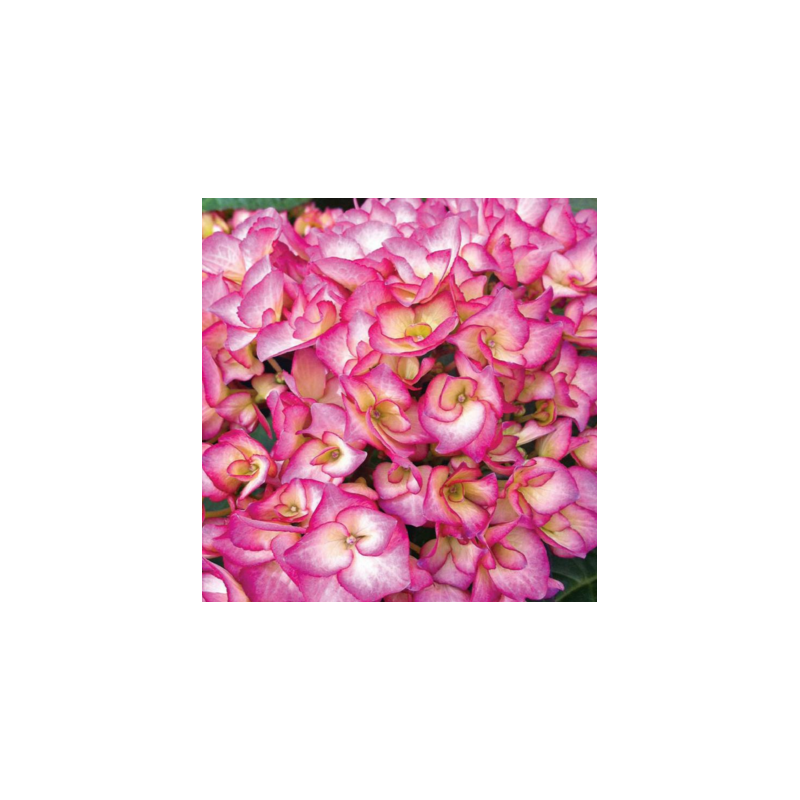 Darželinė (didžialapė) hortenzija - Hydrangea macrophylla Grafin Cosel P15C2 30+CM 2025 m