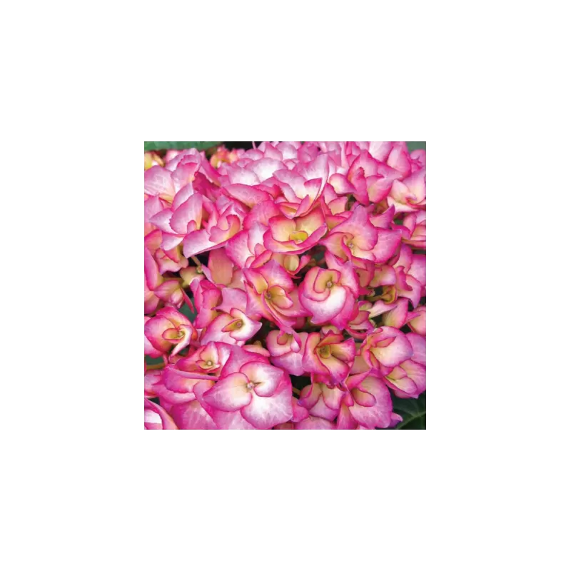 Darželinė (didžialapė) hortenzija - Hydrangea macrophylla Grafin Cose