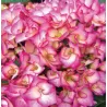 Darželinė (didžialapė) hortenzija - Hydrangea macrophylla Grafin Cose