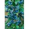 Aukštoji šilauogė - Vaccinium corymbosum Chippewa P15C1,5 35CM 1-2st A2 kokybė