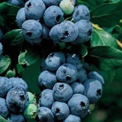 Highbush Blueberry - Vaccinium corymbosum RUBEL