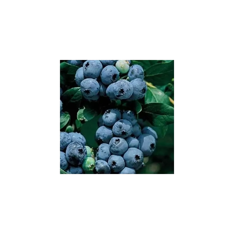 Aukštoji šilauogė (vid. vėl.) - Vaccinium corymbosum RUBEL