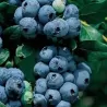 Highbush Blueberry - Vaccinium corymbosum RUBEL