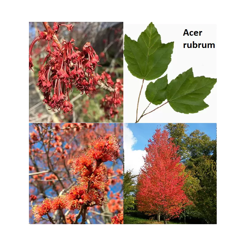 Klevų sodinukai internetu su pristatymu į namus