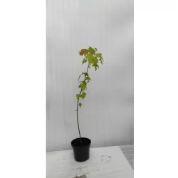 Klevų sodinukai internetu su pristatymu į namus