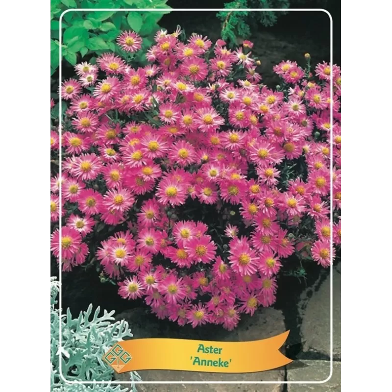 Astras - Aster Anneke P11