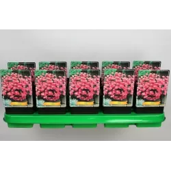 Astras - Aster Anneke P11