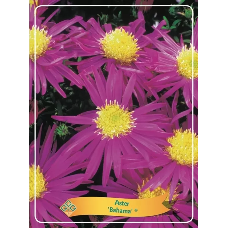 Aster Bahama