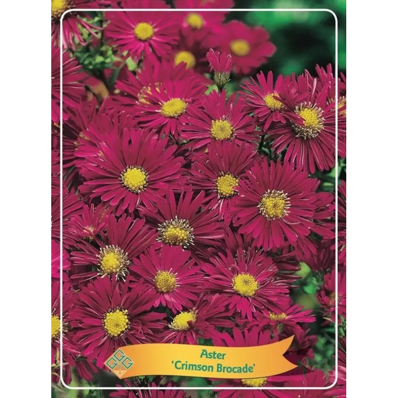 Astras - Aster CRIMSON BROKADE