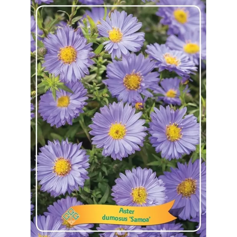 Aster dumosus Samoa P11
