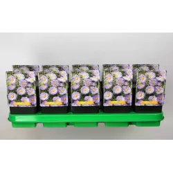 Aster dumosus Samoa P11