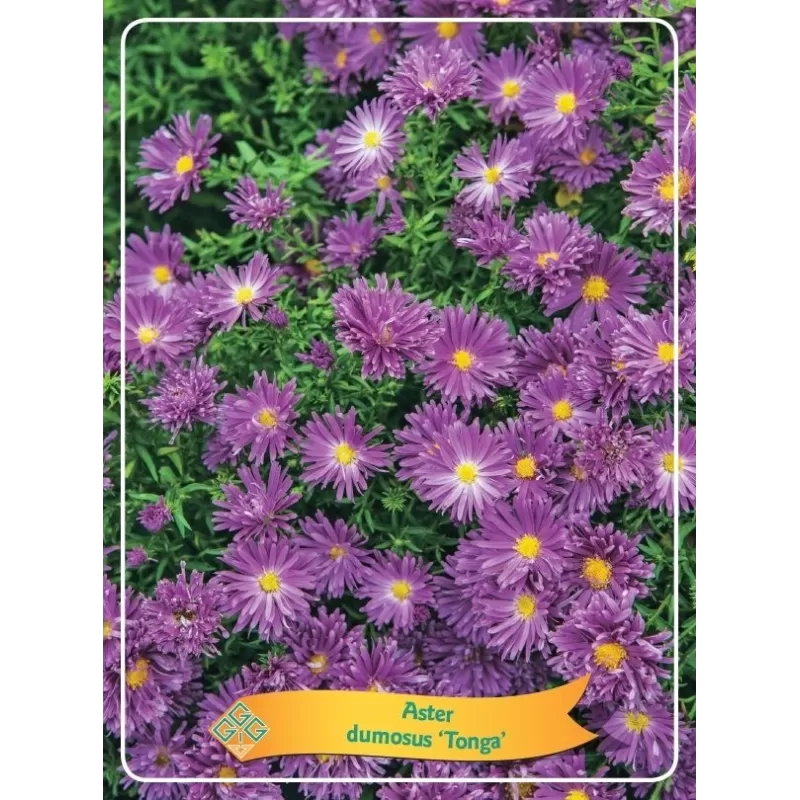 Astras - Aster dumosus Tonga P11