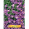 Astras - Aster dumosus Tonga P11