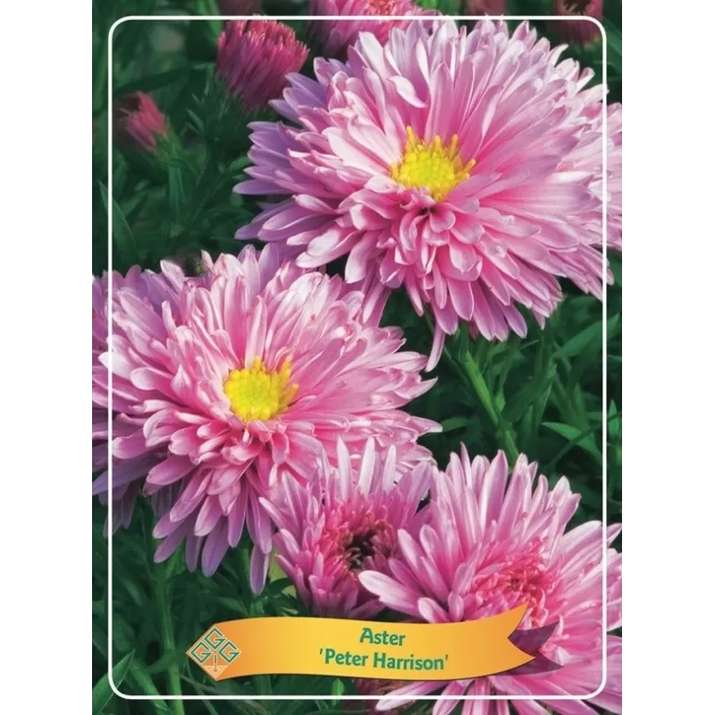 Astras - Aster Peter Harrison P11