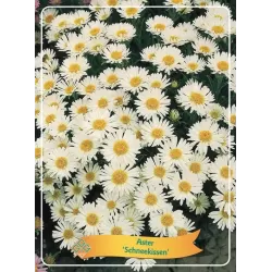 Astras - Aster Schneekissen