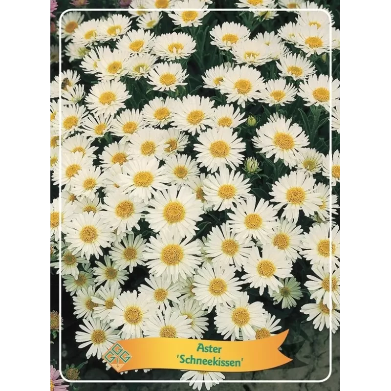 Astras - Aster Schneekissen