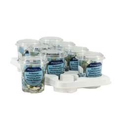 Phillanthus fusstans Cup medium Floating plants and oxygen plants in cup